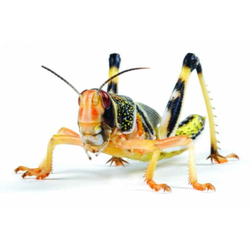 Locusts
