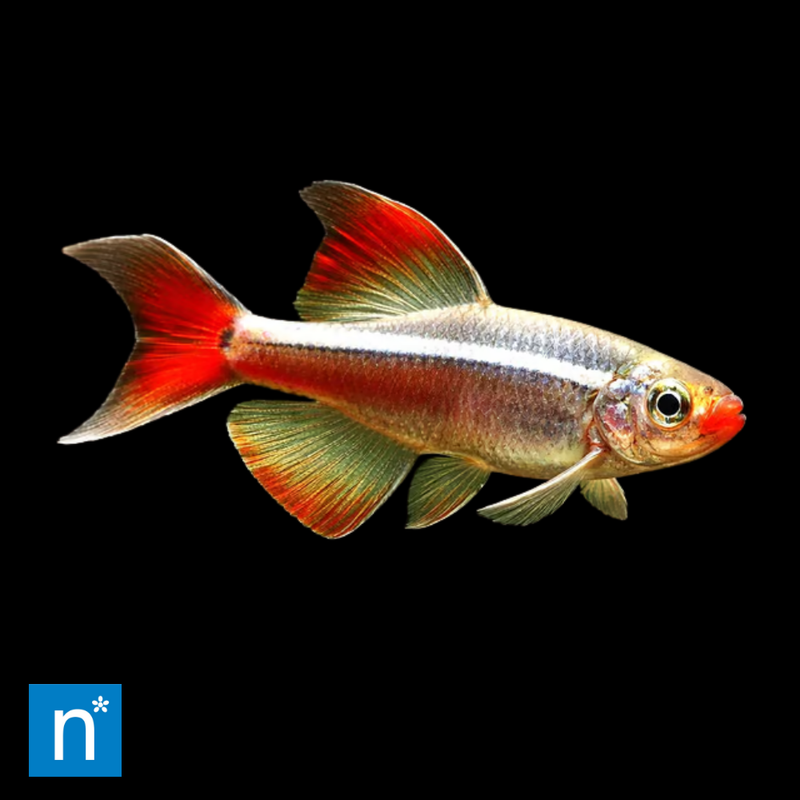 Long-Fin White Cloud Mountain Minnow | Tanichthys albonubes