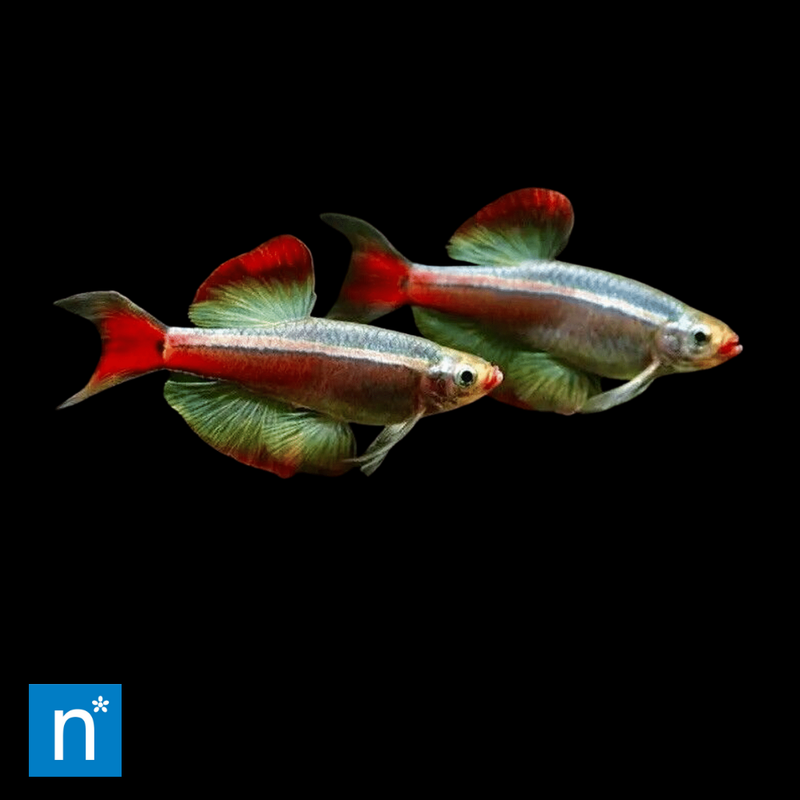 Long-Fin White Cloud Mountain Minnow | Tanichthys albonubes