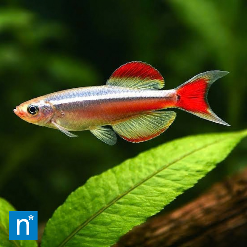 Long-Fin White Cloud Mountain Minnow | Tanichthys albonubes