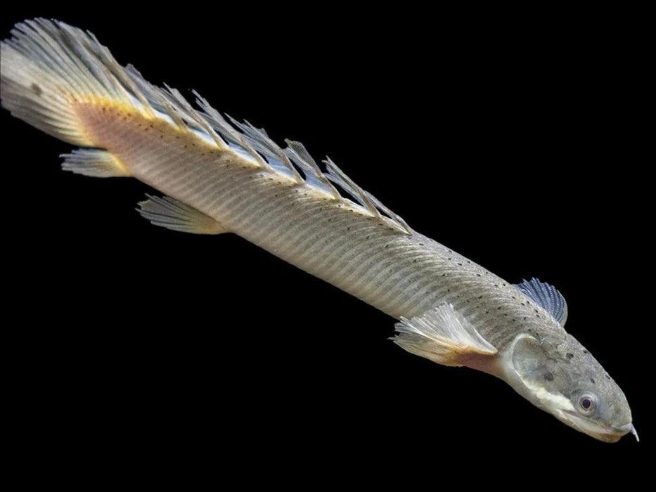 Polypterus Senegalus |  Senegal Bichir Medium