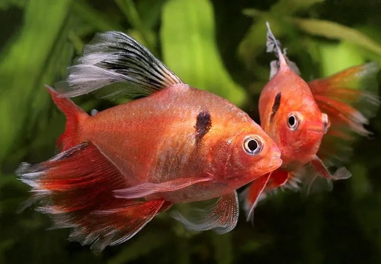 Serpae Tetra (Large)