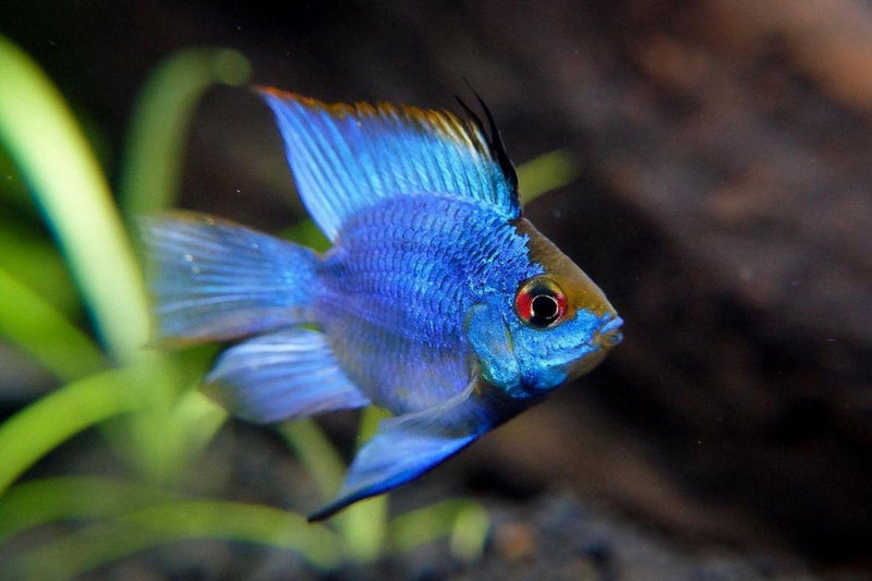 Longfin Ram Cichlid