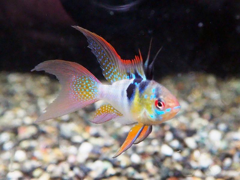 Longfin Ram Cichlid