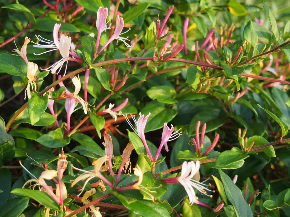 Lonicera japonica 'Red World' | Japanese Honeysuckle 2 Litre (3 canes)