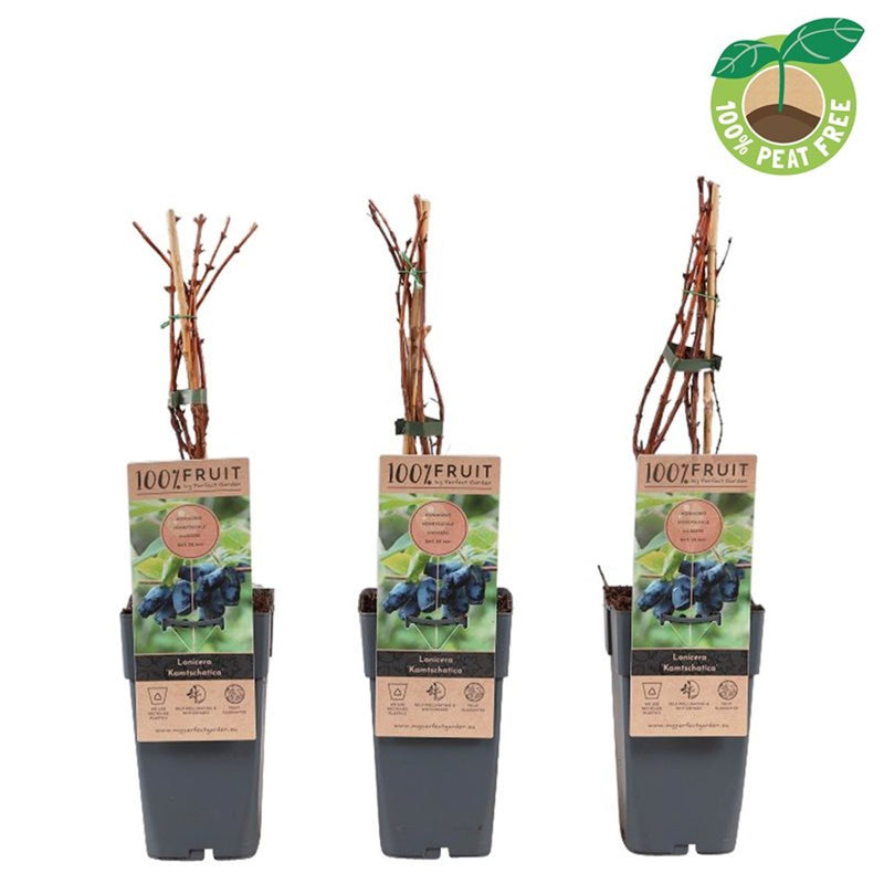 Lonicera kamtschatica | Honeyberry 2 Litre