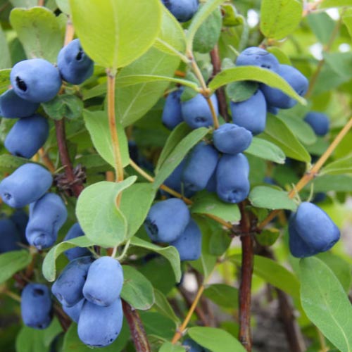 Lonicera kamtschatica | Honeyberry 2 Litre