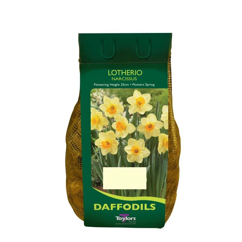 Daffodil Narcissus 'Lotherio' (1.5kg)