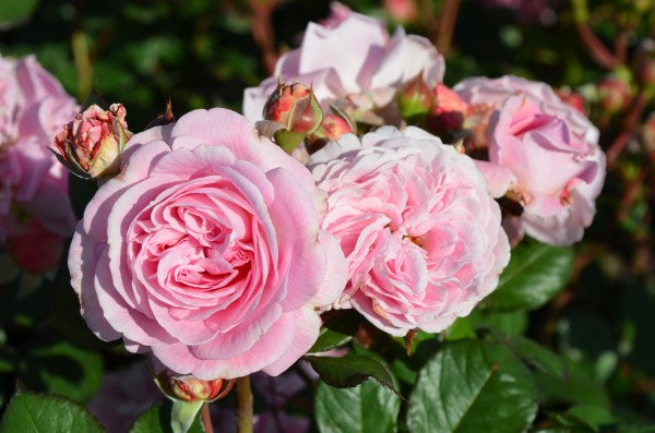 Lovely Parfuma Kordes Rose 5 Litre