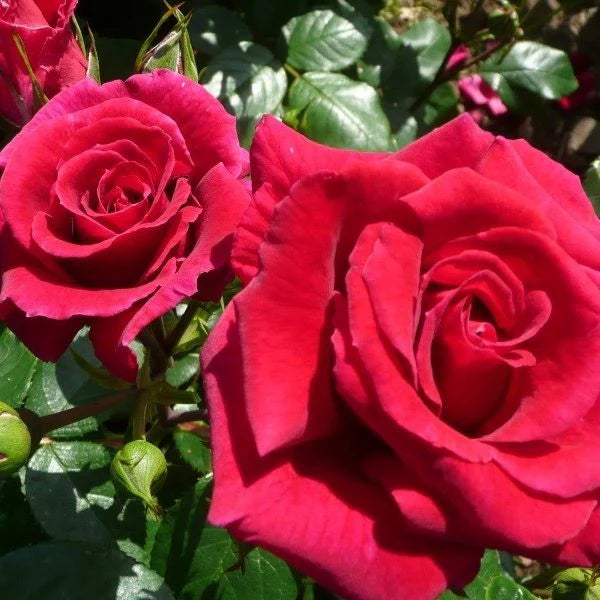 Lovestruck Floribunda Rose 3.5 Litre