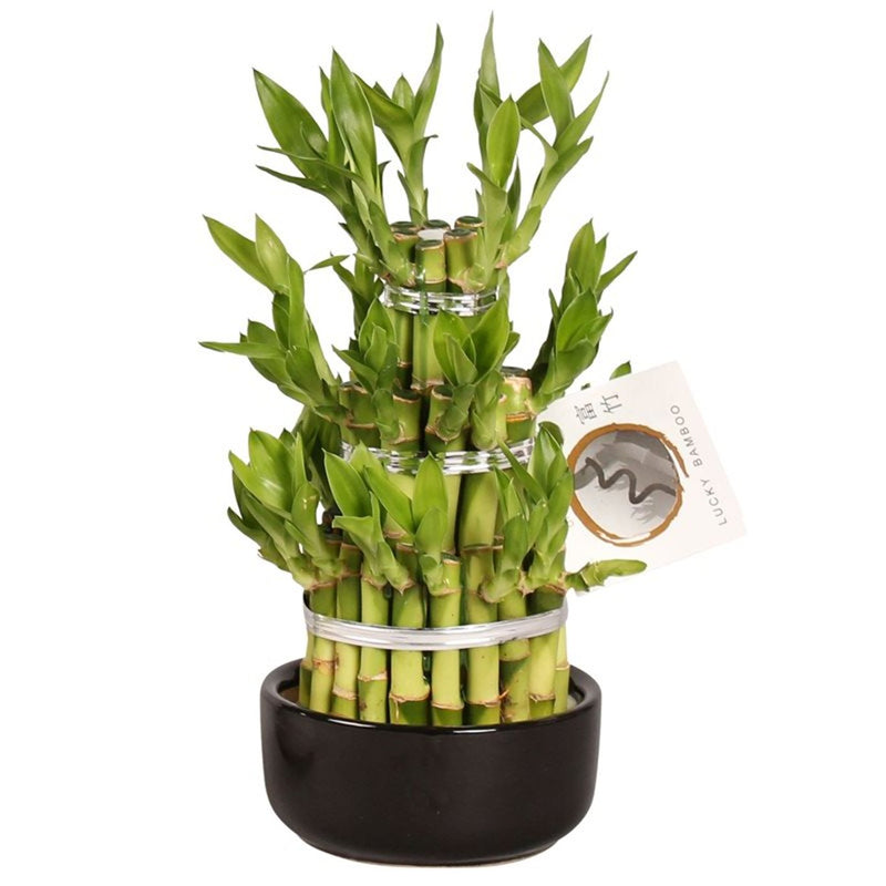 Lucky Bamboo / 12 cm ceramic pot