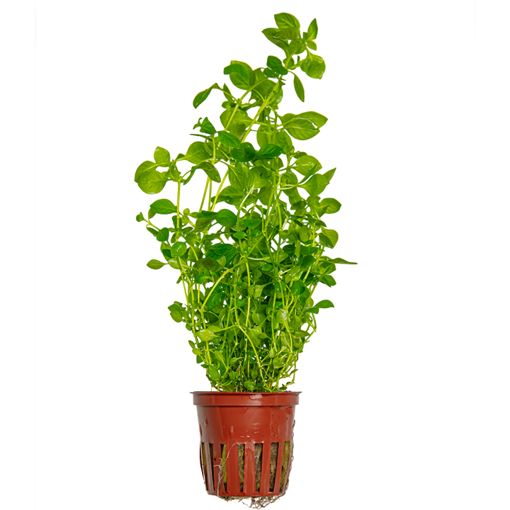 Ludwigia Palustris 'Green' Potted