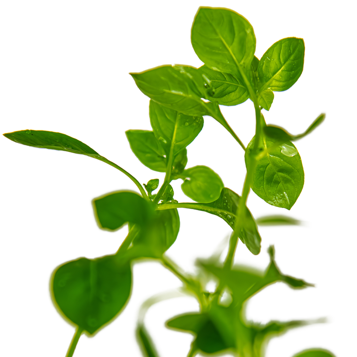 Ludwigia Palustris 'Green' Potted
