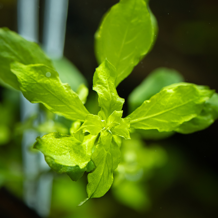 Ludwigia Palustris 'Green' Potted