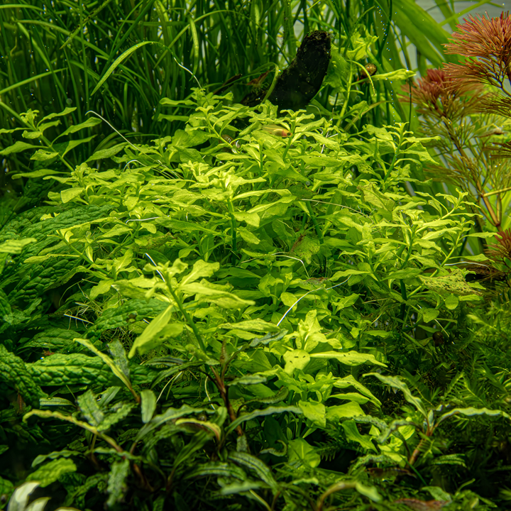 Ludwigia Palustris 'Green' Potted