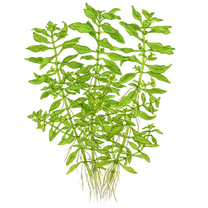 Ludwigia Palustris 'Green' Potted
