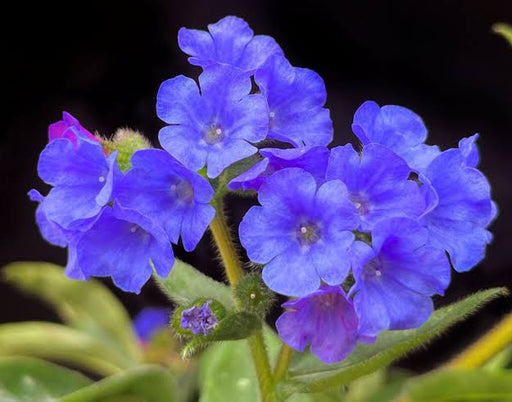 Lungwort NOVA 'Cobalt' | Pulmonaria 'NOVA Cobalt' (2 Litre)