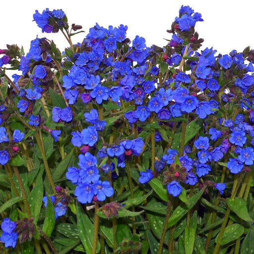 Lungwort NOVA 'Cobalt' | Pulmonaria 'NOVA Cobalt' (2 Litre)