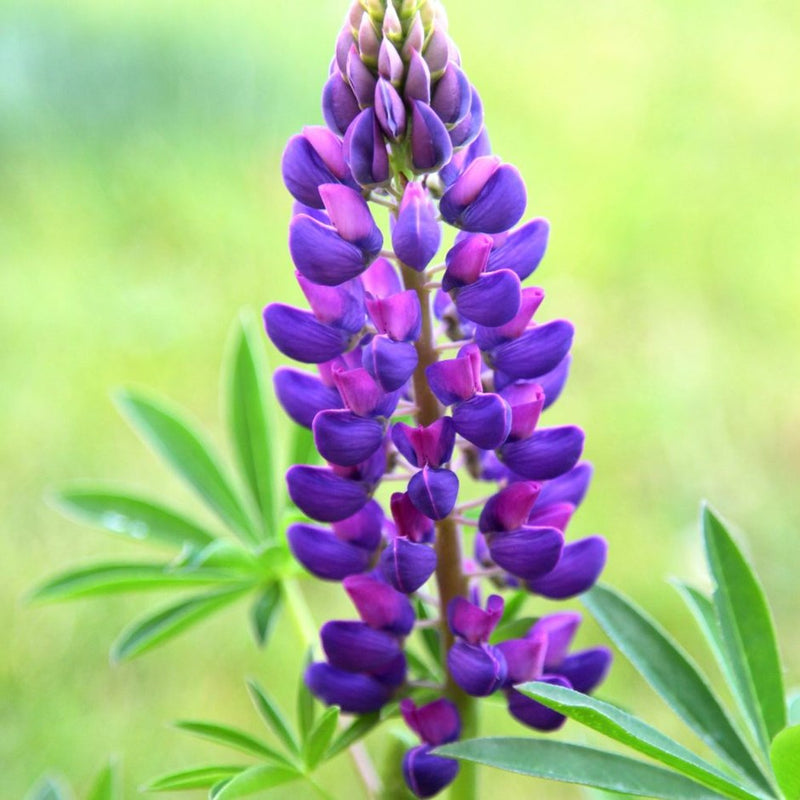 Lupin Gallery Blue 9cm