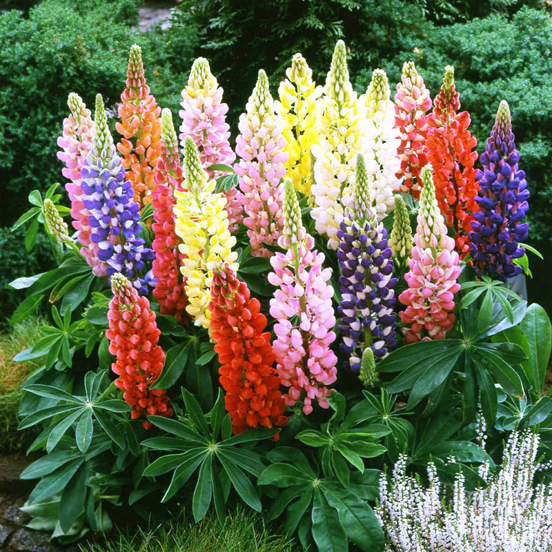 Lupin Gallery Mix 9cm