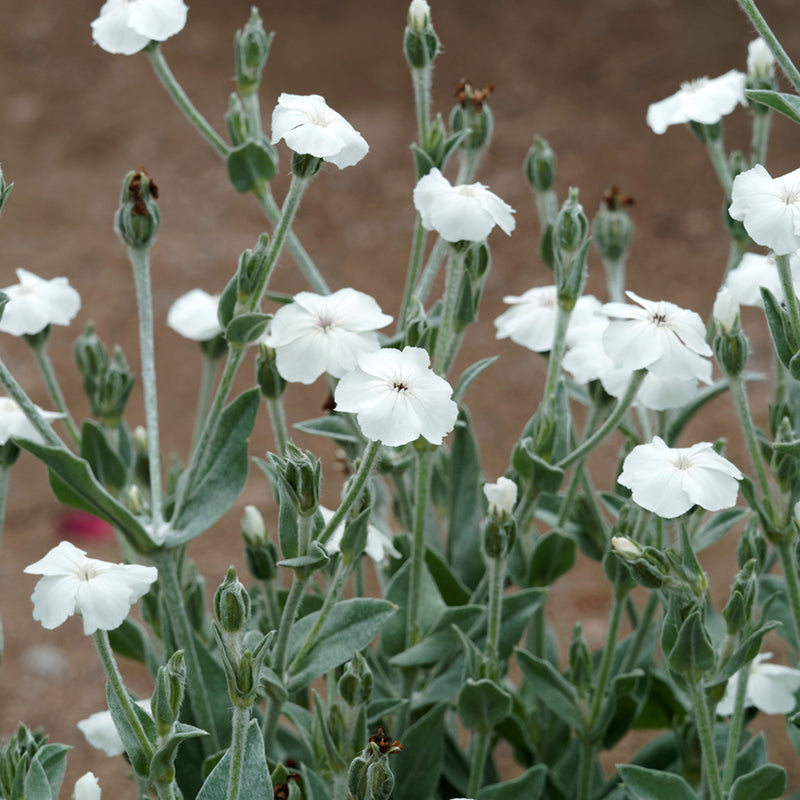 Lychnis coronaria 'Alba' | White Rose Campion 2 Litre