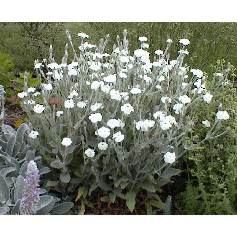 Lychnis coronaria 'Alba' | White Rose Campion 2 Litre