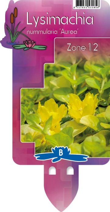 Lysimachia num. 'Aurea' P9