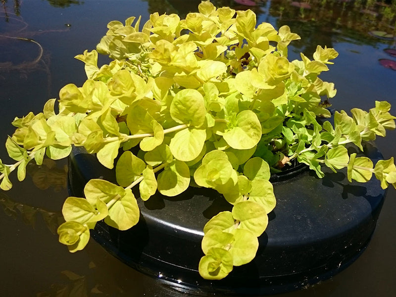 Lysimachia num. 'Aurea' P9