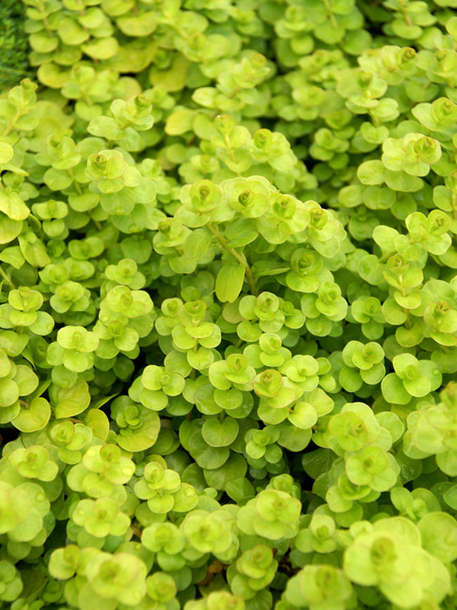 Lysimachia num. 'Aurea' P9