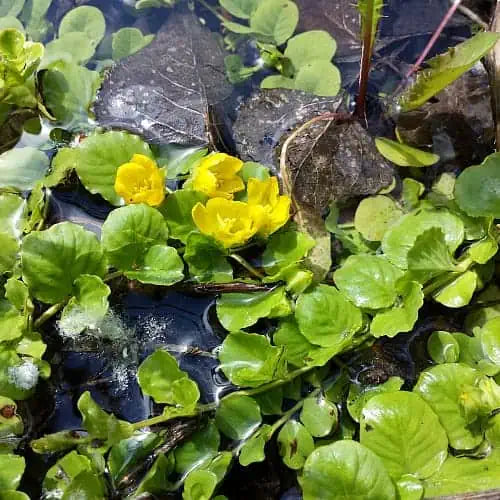 Lysimachia nummularia P9