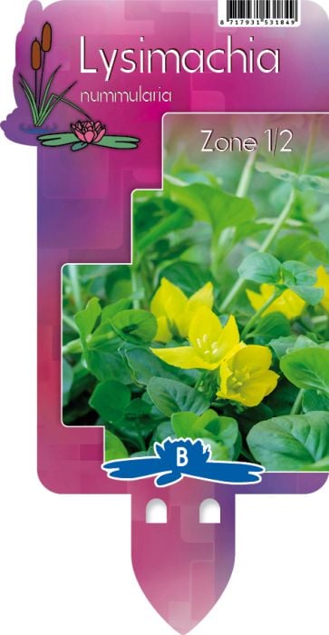 Lysimachia nummularia P9