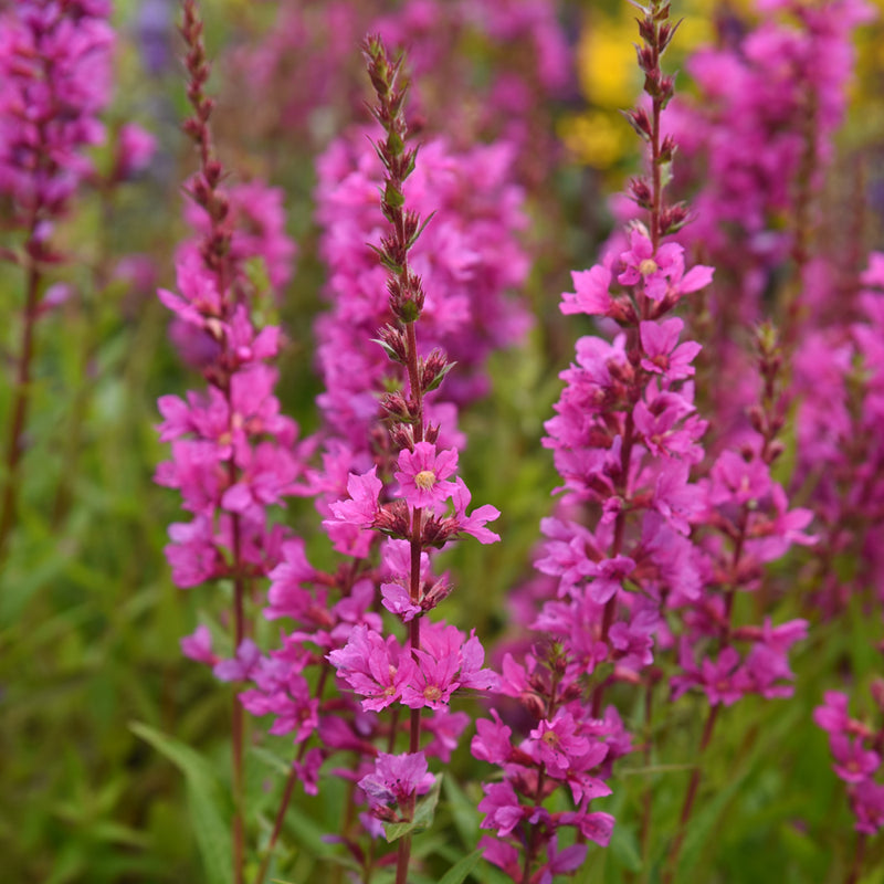 Lythrum salicaria 'Robin' | Purple Loosestrife (2 Litre)