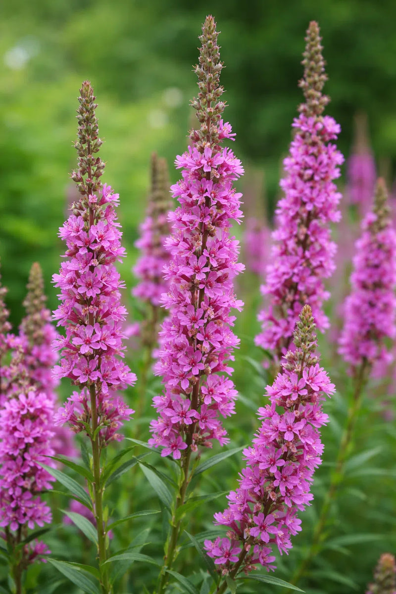 Lythrum sal. 'Compact Rose' 2L