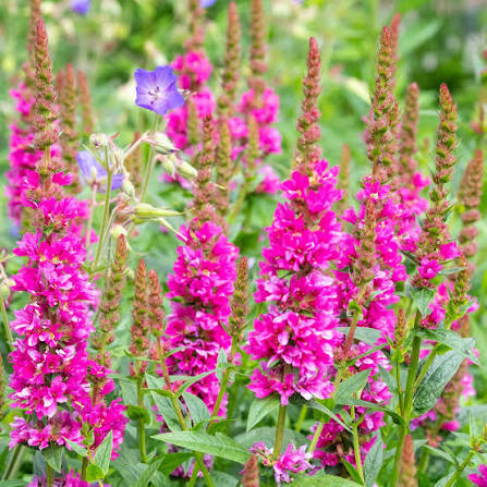 Lythrum sal. 'Compact Rose' 2L