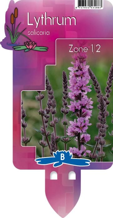Lythrum salicaria | Purple Loosestrife P9