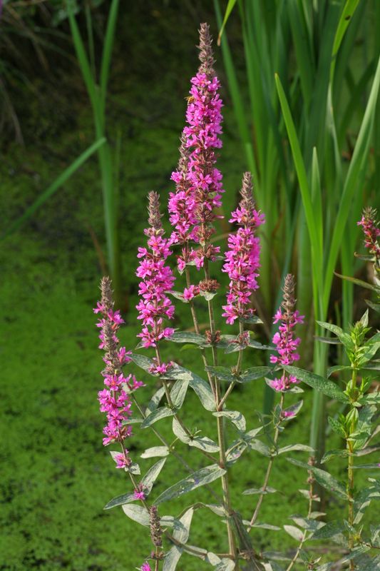 Lythrum salicaria | Purple Loosestrife P9