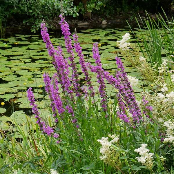 Lythrum salicaria | Purple Loosestrife P9