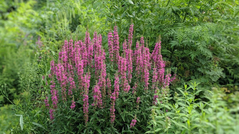 Lythrum salicaria | Purple Loosestrife P9