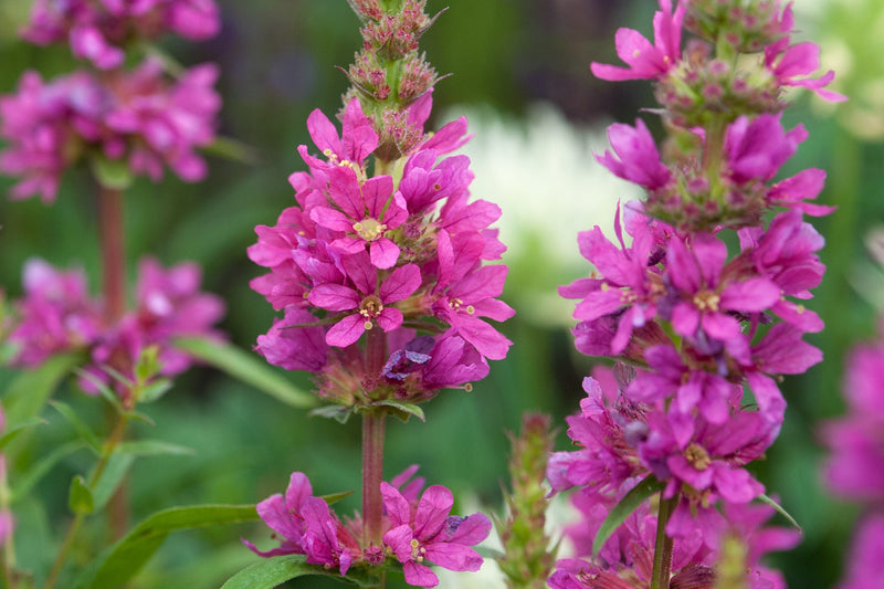 Lythrum salicaria | Purple Loosestrife P9