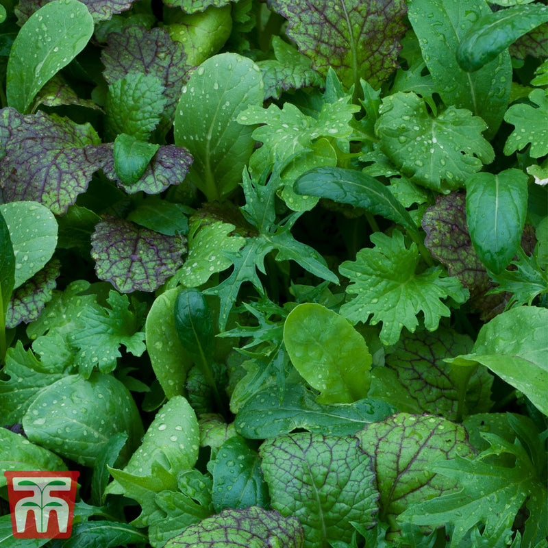 Salad Leaves Oriental Mustards