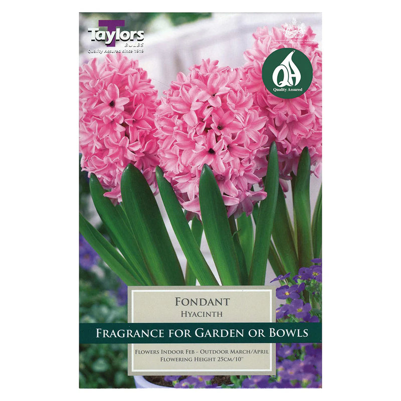 Hyacinth 'Fondant' Bulbs