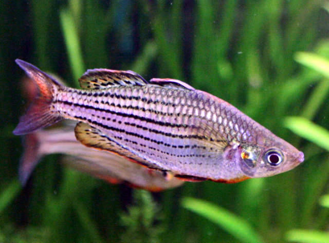 Maccullochella Rainbowfish (Macculloch’s Rainbowfish)
