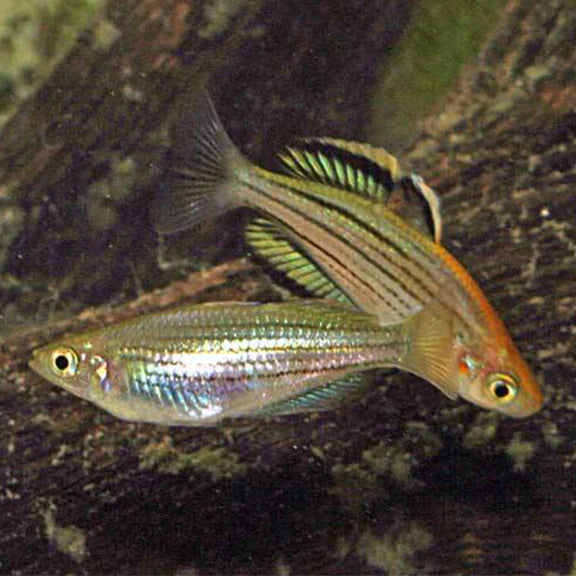 Maccullochella Rainbowfish (Macculloch’s Rainbowfish)