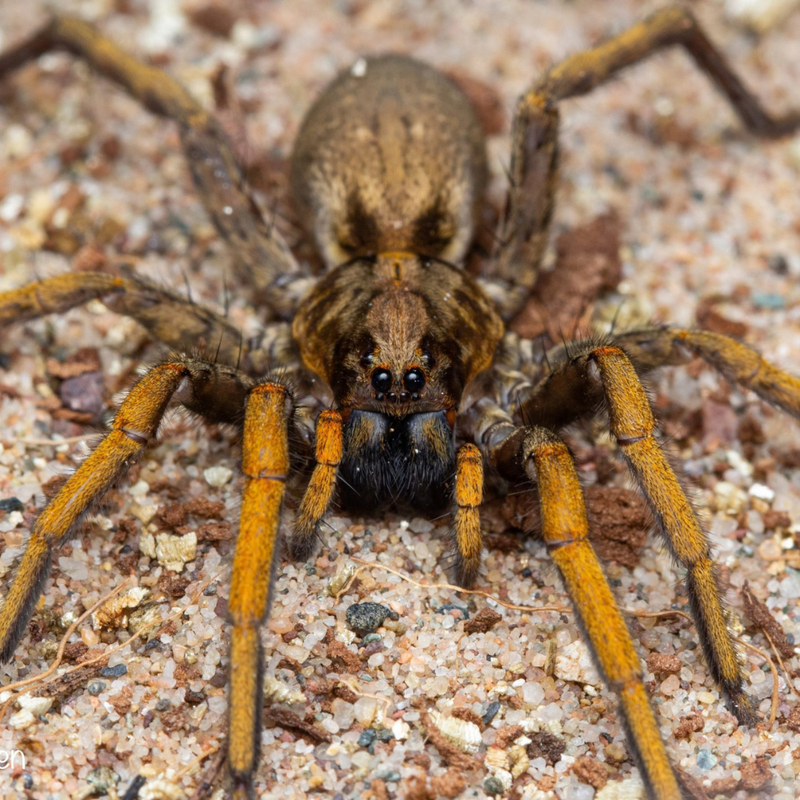 Madeira Wolf Spider Small | Hogna maderiana
