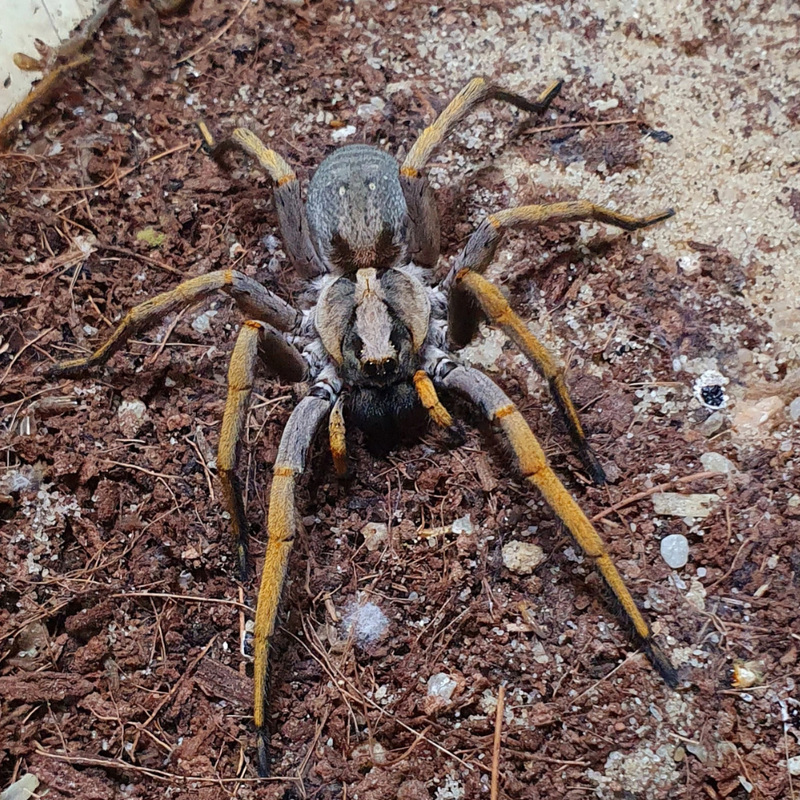 Madeira Wolf Spider Small | Hogna maderiana