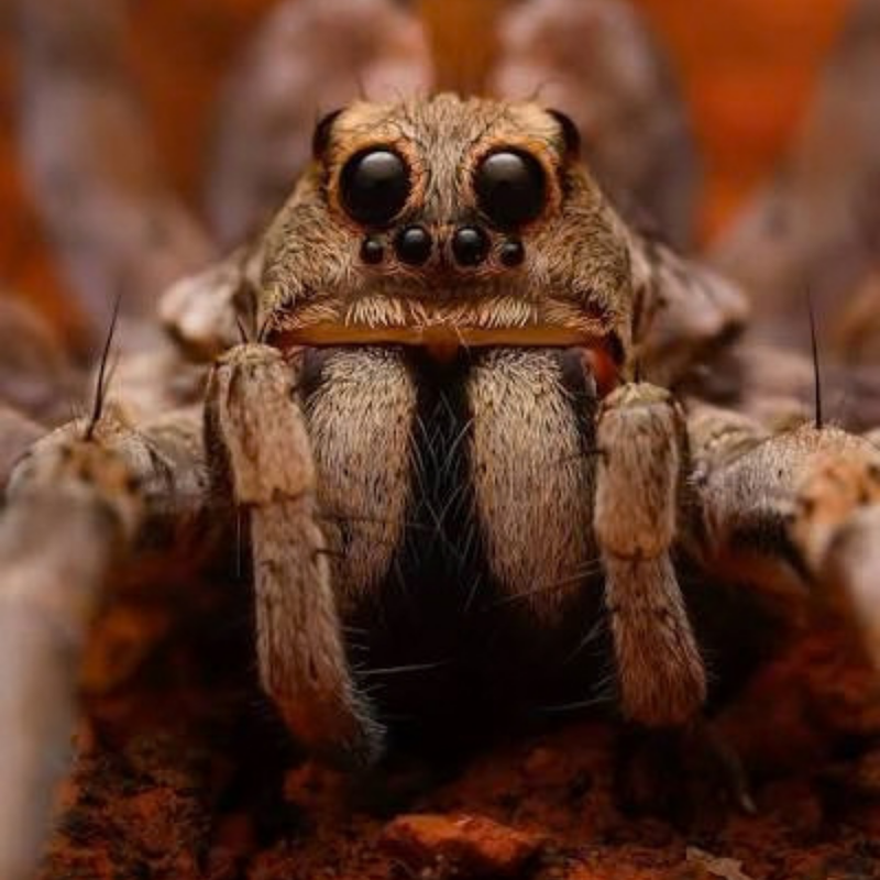 Madeira Wolf Spider Small | Hogna maderiana