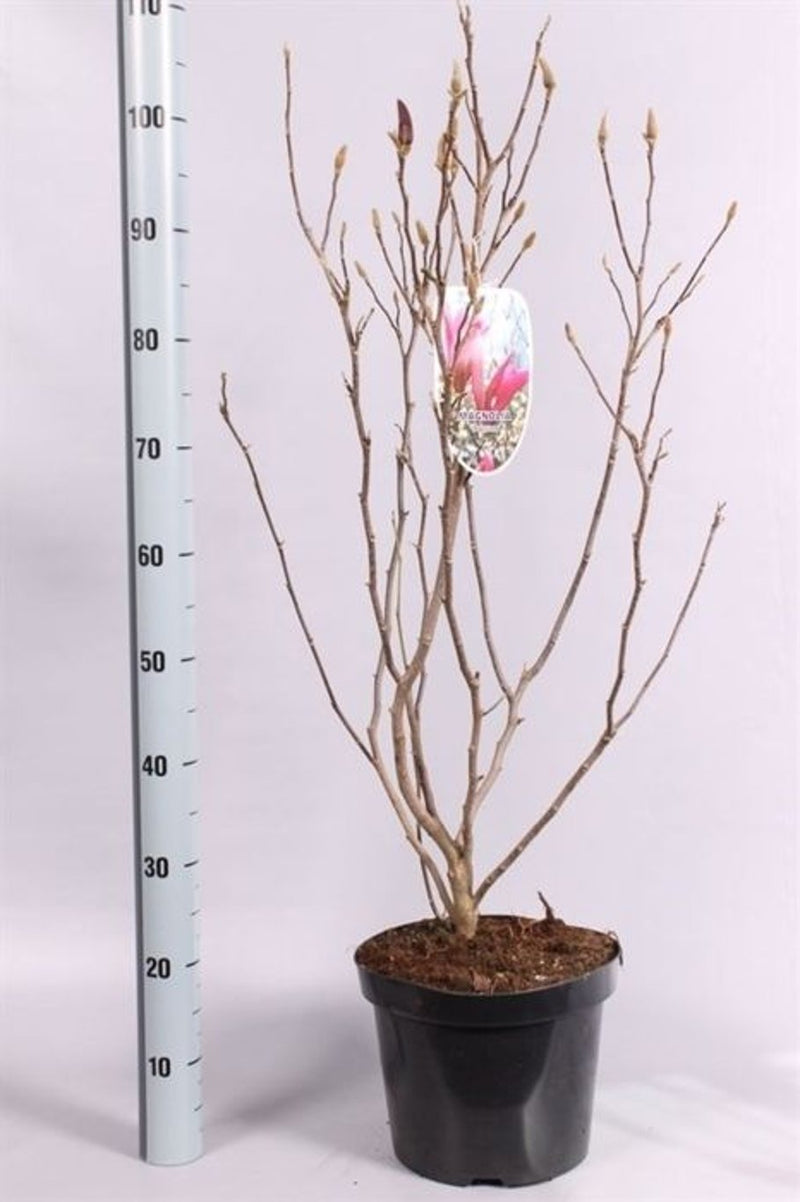Magnolia 'Susan' 80-100 CM C7.5