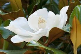 Magnolia grandiflora 'Kay Parris' 2 Ltr pot