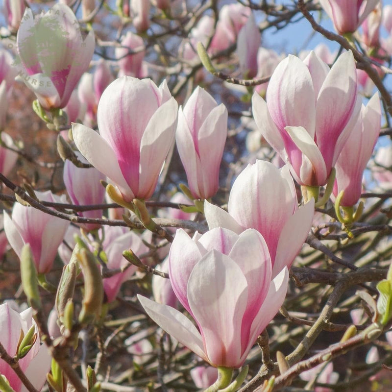 Magnolia soulangeana 50-60 CM C4.5