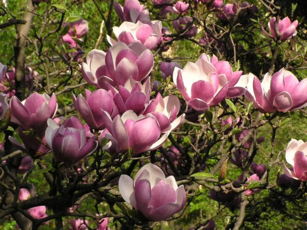 Magnolia soulangeana 50-60 CM C4.5
